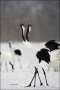 Japanese-Crane;Red-crowned-Crane;Crane;Grus-japonensis;Japan;Dancing-bird;one-an